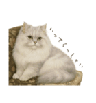リアルなペルシャ猫（個別スタンプ：4）