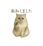 リアルなペルシャ猫（個別スタンプ：6）