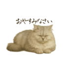 リアルなペルシャ猫（個別スタンプ：8）