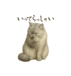 リアルなペルシャ猫（個別スタンプ：11）