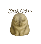 リアルなペルシャ猫（個別スタンプ：12）