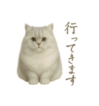 リアルなペルシャ猫（個別スタンプ：13）