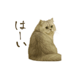 リアルなペルシャ猫（個別スタンプ：14）