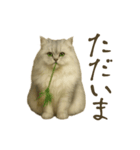 リアルなペルシャ猫（個別スタンプ：16）