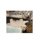 ミルとココのスタンプ（個別スタンプ：5）