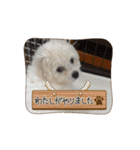 ミルとココのスタンプ（個別スタンプ：10）