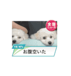 ミルとココのスタンプ（個別スタンプ：12）