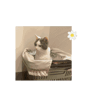 猫のスタンプ、猫の一日（個別スタンプ：1）