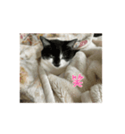 猫のスタンプ、猫の一日（個別スタンプ：2）