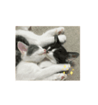 猫のスタンプ、猫の一日（個別スタンプ：5）