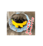 pekiペキpeki（個別スタンプ：3）