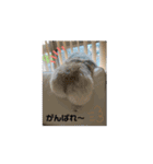 pekiペキpeki（個別スタンプ：11）