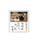 pekiペキpeki（個別スタンプ：15）