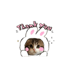 スコティッシュフォールド猫にゃんスタンプ（個別スタンプ：5）