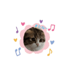 スコティッシュフォールド猫にゃんスタンプ（個別スタンプ：6）