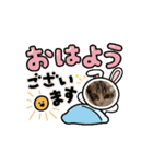 スコティッシュフォールド猫にゃんスタンプ（個別スタンプ：8）