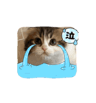 スコティッシュフォールド猫にゃんスタンプ（個別スタンプ：9）