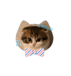 スコティッシュフォールド猫にゃんスタンプ（個別スタンプ：10）