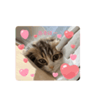 スコティッシュフォールド猫にゃんスタンプ（個別スタンプ：11）