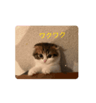 スコティッシュフォールド猫にゃんスタンプ（個別スタンプ：12）
