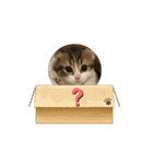 スコティッシュフォールド猫にゃんスタンプ（個別スタンプ：14）