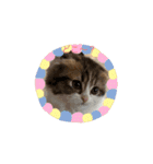 スコティッシュフォールド猫にゃんスタンプ（個別スタンプ：16）