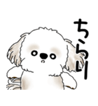 シーズー犬 「飛び出す」面倒くさいの...（個別スタンプ：1）