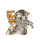 ちび大豆くん_猫スタンプ（個別スタンプ：4）