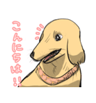 ゴールデンレトリバーの看板犬（個別スタンプ：1）
