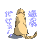 ゴールデンレトリバーの看板犬（個別スタンプ：7）