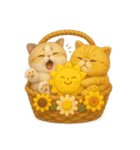エキゾチックショートヘア風・花篭スタンプ（個別スタンプ：28）