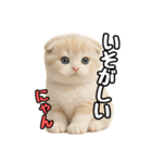 日常会話？verスコティシュフォールド（個別スタンプ：3）