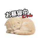 日常会話？verスコティシュフォールド（個別スタンプ：4）