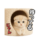 日常会話？verスコティシュフォールド（個別スタンプ：5）