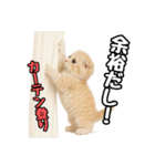日常会話？verスコティシュフォールド（個別スタンプ：6）