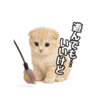 日常会話？verスコティシュフォールド（個別スタンプ：7）