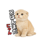 日常会話？verスコティシュフォールド（個別スタンプ：8）