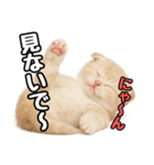日常会話？verスコティシュフォールド（個別スタンプ：9）