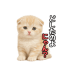 日常会話？verスコティシュフォールド（個別スタンプ：10）