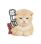 日常会話？verスコティシュフォールド（個別スタンプ：11）