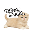 日常会話？verスコティシュフォールド（個別スタンプ：13）