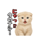 日常会話？verスコティシュフォールド（個別スタンプ：14）