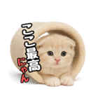 日常会話？verスコティシュフォールド（個別スタンプ：15）
