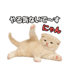 日常会話？verスコティシュフォールド（個別スタンプ：16）