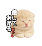 日常会話？verスコティシュフォールド（個別スタンプ：17）