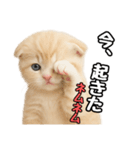 日常会話？verスコティシュフォールド（個別スタンプ：18）