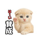 日常会話？verスコティシュフォールド（個別スタンプ：19）