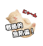 日常会話？verスコティシュフォールド（個別スタンプ：20）