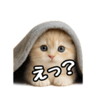 日常会話？verスコティシュフォールド（個別スタンプ：21）