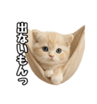日常会話？verスコティシュフォールド（個別スタンプ：24）